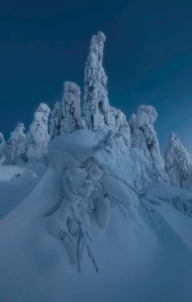 Laponské Jedle Hoře Polyud Perm Territory Hodně Sněhu Mrazu Stromech Stock Obrázky