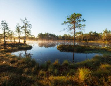 Bataklıkta sonbahar güneşli bir gün. Ozernoye Bataklık Milli Parkı 'ndaki doğal manzara. Sis, sarı çimenler ve çam ağaçları..