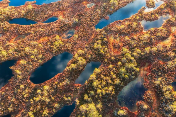 Bažiny Podzimní Krajině Divoké Bahno Ekologická Rezerva Přírodě Marshland Divoké Stock Snímky