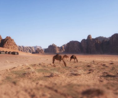 Develer Ürdün 'de Wadi Rum Çölü' nde, kırmızı kumlar üzerinde, bebek ve dağlar arka planda.