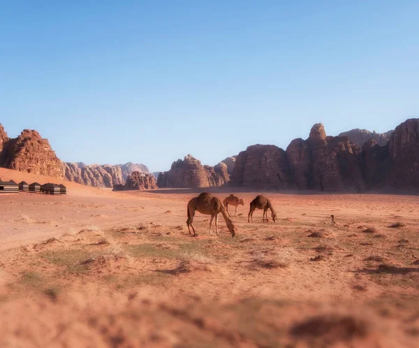 Kamelen Jordanië Wadi Rum Woestijn Rood Zand Met Baby Bergen — Stockfoto