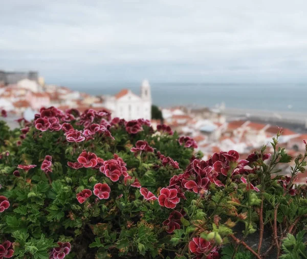 Fiori Primavera Sullo Sfondo Del Panorama Lisbona Portogallo — Foto Stock