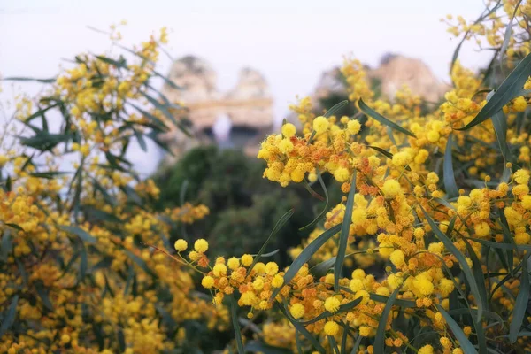 Żółte Kwiaty Mimozy Skałach Wybrzeżu Oceanu Atlantyckiego Mieście Lagos Portugalia Obraz Stockowy
