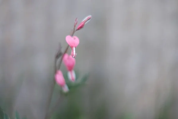 Dicentra Eximia Třásně Krvácející Srdce Krásné Jarní Květiny Květu Okrasné Stock Fotografie