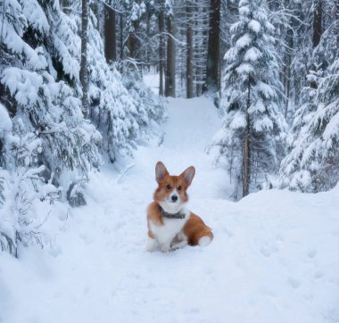 Tatlı kırmızı bir Galli Corgi Pembroke yavru köpeği soğuk bir kış ormanının arka planında karla kaplı bir yolda yürüyor.