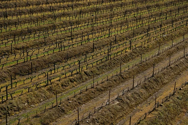 Plantação Videira Início Primavera Terraços Gráficos Com Uvas Vinho — Fotografia de Stock