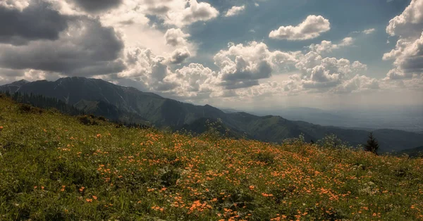 Pole Plné Oranžových Květin Horách Letní Horská Krajina Niar Almaty Royalty Free Stock Fotografie