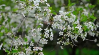 Bahar bahçesinde beyaz kiraz çiçekleri
