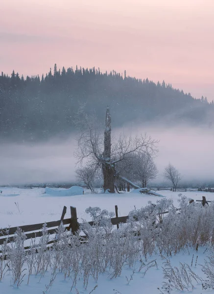 Einsamer Winterbaum Süße Einsamkeit Kalter Und Bewölkter Tag Mit Viel — Stockfoto