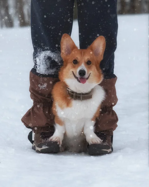 Cão Galês Corgi Pembroke Senta Entre Pernas Proprietário Perto Das — Fotografia de Stock