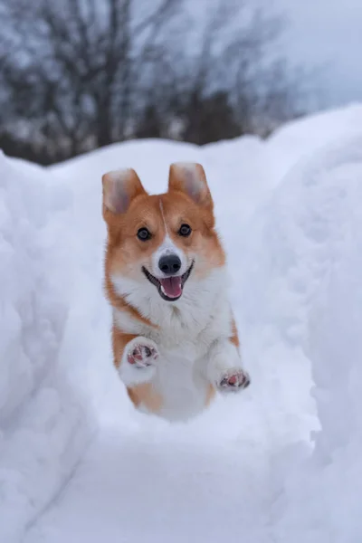 Uśmiechnięty Zabawny Czerwony Pies Pembroke Walijskiej Rasy Corgi Skoku Między Obrazek Stockowy