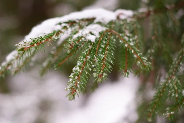 Zimní Smrkové Větve Lesklými Kapkami Tavícího Sněhu Větvích Slunci Světlém Stock Fotografie
