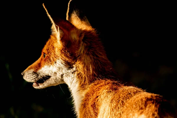 赤いキツネ ヴープルの彫刻 オレンジの毛皮のコート動物 自然の中でキツネ 野生動物のシーン 生息地ヨーロッパ アジア — ストック写真