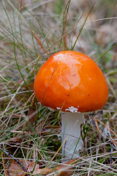 Ядовитый гриб . — стоковое фото