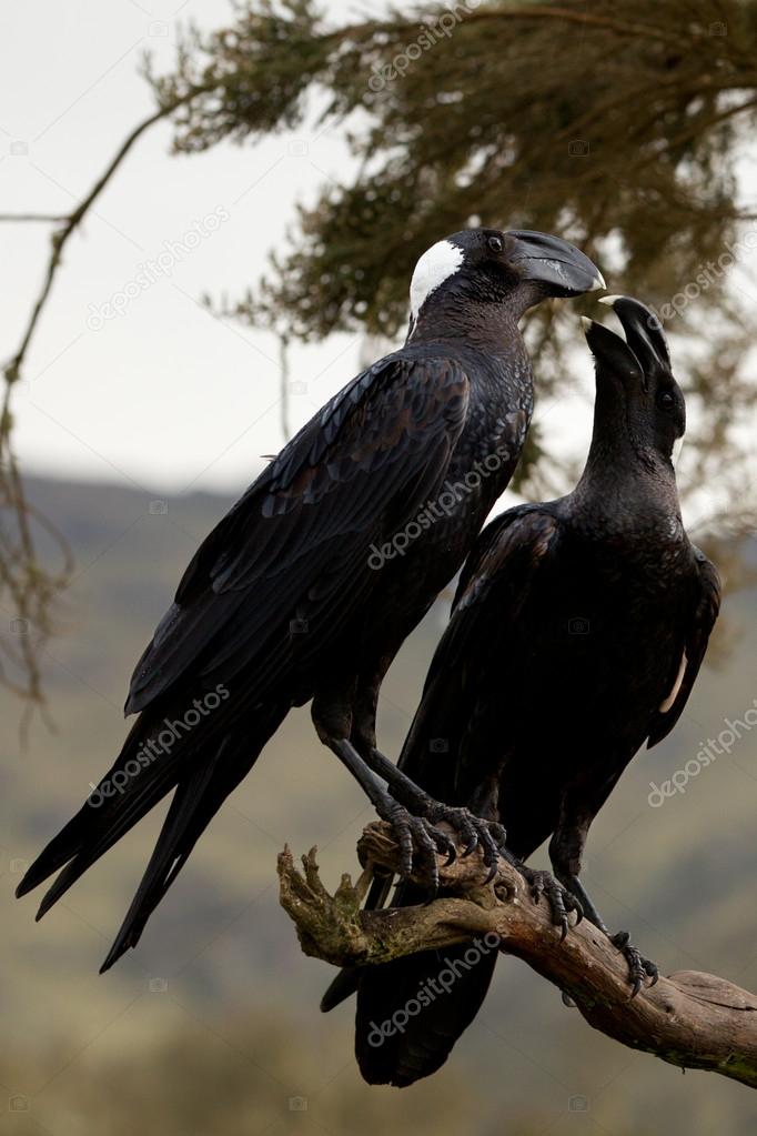 Corvus crassirostris. Raven eagle.