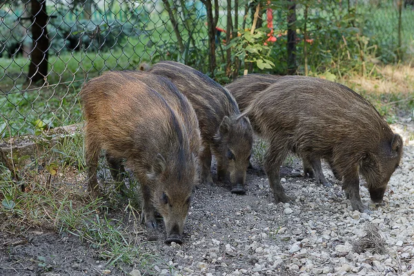 Cerdos salvajes jóvenes . — Foto de Stock