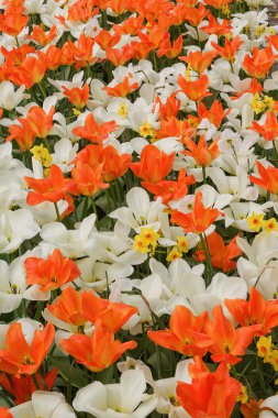 arka plan beyaz ve turuncu Lale ve sümbül, fotoğraf f