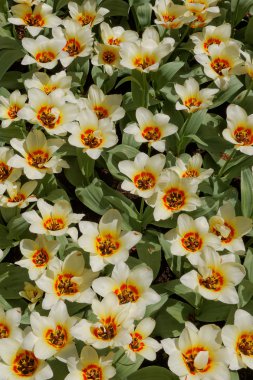 Bahçedeki çiçekler.