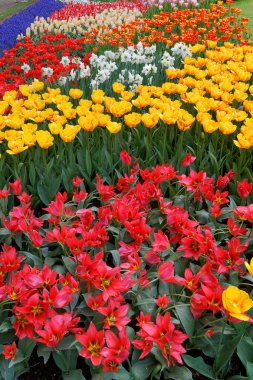 çeşitli renklerde laleler yataklar.