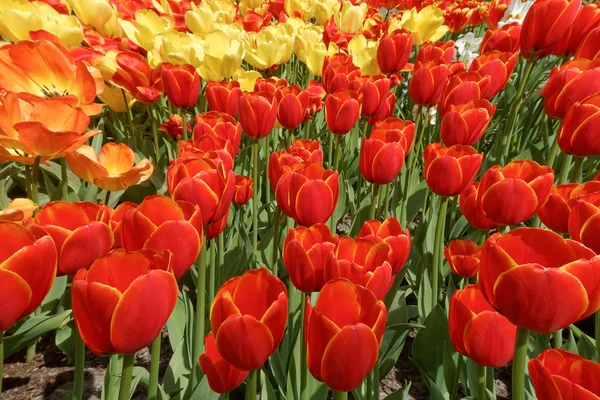 Sfondo con tulipani rossi, gialli e arancioni, una foto dal — Foto Stock