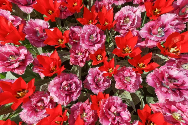 Background with pink and red tulips with triangular and jagged p — Stock Photo, Image