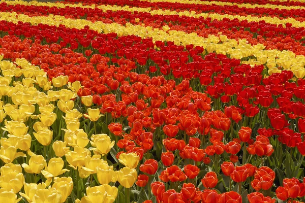 Field of colorful tulips. Stripes of red, orange and yellow flow — Stock Photo, Image