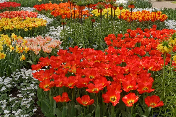 Zlobři plné barevných květin, tulipány a hyacinty. horizontální — Stock fotografie