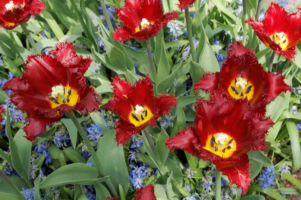 Maroon tulips with jagged petals in the garden together with blu — Stock Photo, Image