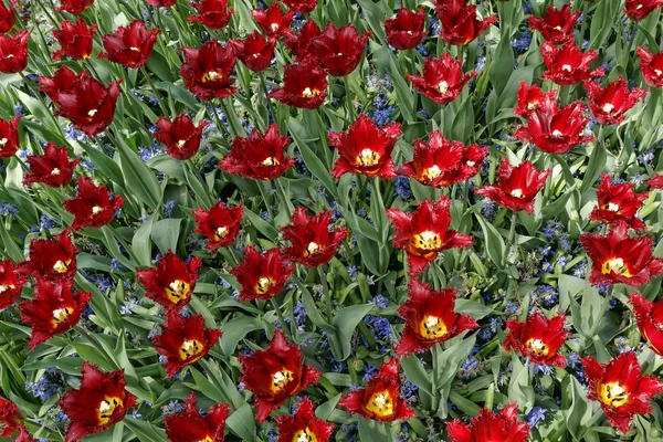 Maroon tulips with jagged petals in the garden together with blu — Stock Photo, Image