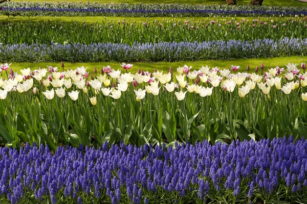 Tulipani bianchi con giacinti blu nella vista sul giardino dal lato — Foto Stock