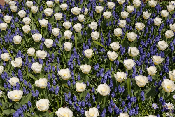 Bílé tulipány s modré hyacinty pohled z vrcholu. — Stock fotografie
