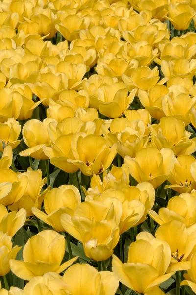 Yellow tulips. — Stock Photo, Image