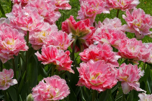 Pink tulips with jagged petals. — Stock Photo, Image