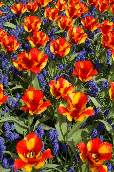 Tulipani con petali frastagliati in giardino . — Foto Stock