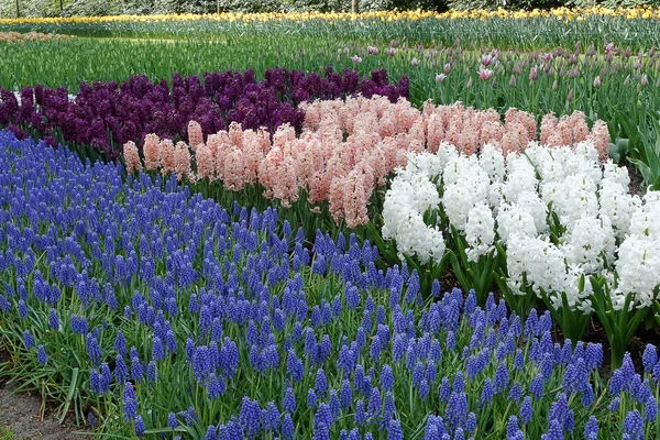 Hyacinths in different varieties in the garden. — Stock Photo, Image