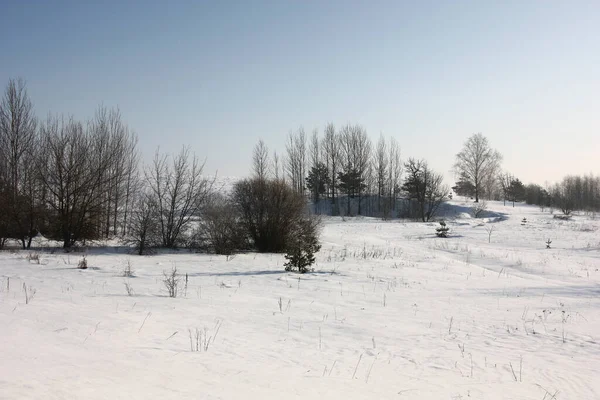 Солнечное Морозное Зимнее Утро Заснеженном Склоне Холма Растут Молодые Деревья — стоковое фото