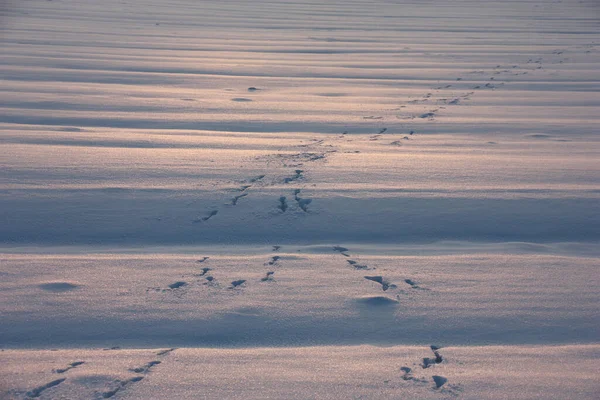 Hiver Matin Givré Champ Est Recouvert Une Épaisse Couche Neige — Photo