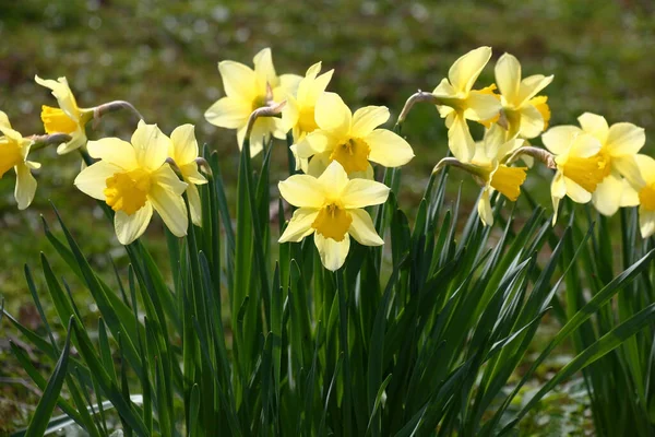 Tavaszi Nap Kertben Nárciszok Friss Virágai Kiváló Hangulatot Teremtenek Stock Kép