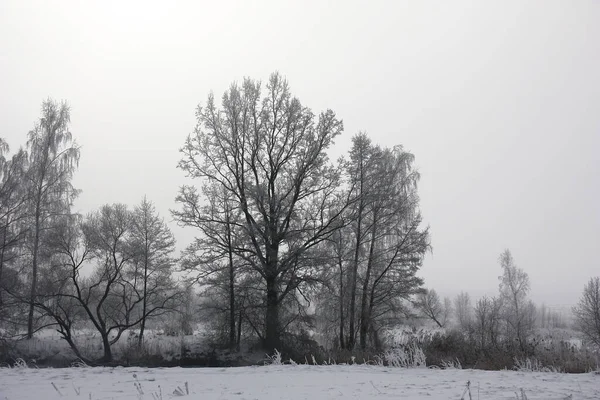 Matin Hiver Dans Brume Arbres Sur Les Rives Rivière Dans — Photo