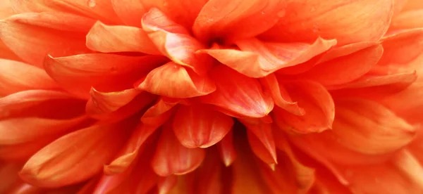Petals Large Flower Dahlia Red Orange Tones Closeup — Stock Photo, Image