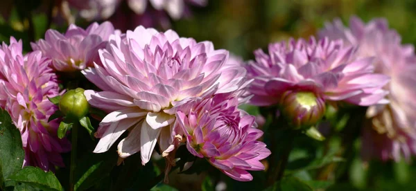 Flower Bed Considerable Quantity Flowers Dahlias Petals Various Tones Lilac — Stock Photo, Image