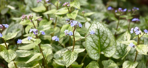 Malé Modré Květy Brunnera Macrophylla Třídy Jack Frost Vznášejí Nad Stock Snímky