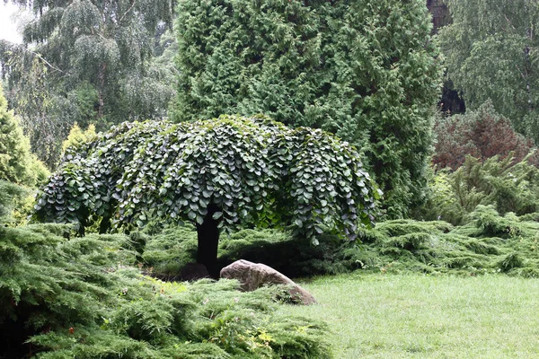 Bělorusko Minsk Botanická Zahrada Centru Kompozice Rostlin Nachází Ulmus Glabra Royalty Free Stock Obrázky