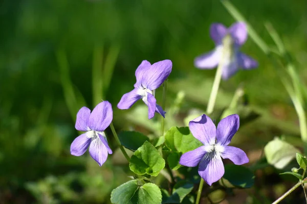 庭で晴れた春の朝 穏やかな青の花では ビオラブッシュの花 — ストック写真