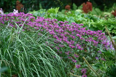 Büyük yaz çiçek tarhı. Monarda, mısır gevreği ve diğer bitkilerin yakınında büyük mor bir nokta açar..
