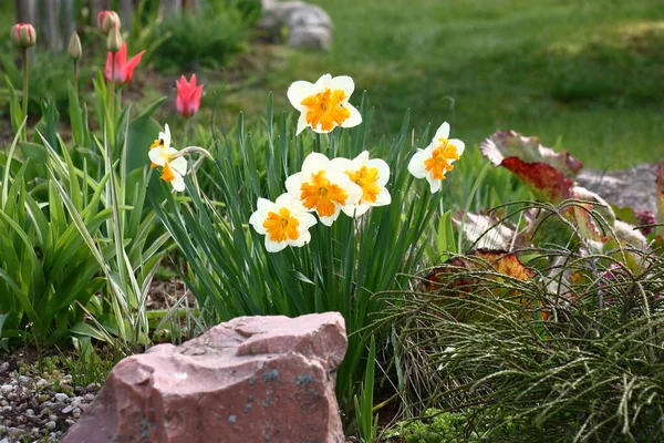 Narcissusgruppen Växer Och Blommar Bakom Rosa Sten Blommor Med Vita — Stockfoto