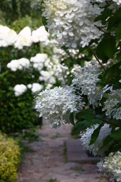 Grandes Inflorescencias Una Hortensia Paniculata Con Colores Blancos Frescos Cerca —  Fotos de Stock