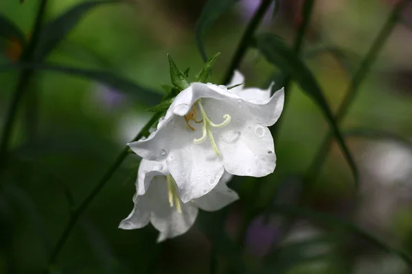 Solar Sommarmorgon Två Ljusa Vita Campanula Vattendroppar Grön Bakgrund Lek — Stockfoto