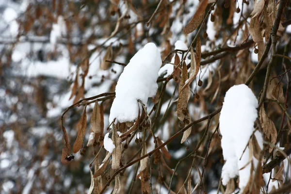 Inverno Rami Tiglio Gran Numero Semi Secchi Dopo Nevicata Rami — Foto Stock