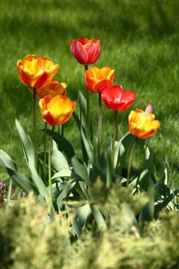 Güneşli bir bahar günü. Laleler sarı ile parlak kırmızı çiçek açarlar. Toplamda bir çimenliğin yeşil arka planında.